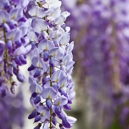 Sous La Glycine ヴィラ *